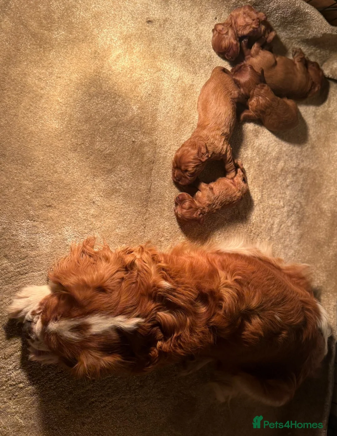 Cavalier King Charles Spaniel dogs for sale: KC Registered Cavalier King Charles Spaniel Puppys in Gravesend - Advert 17