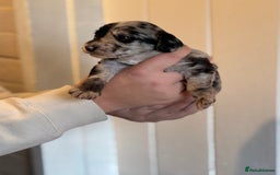 Mixed Breed dogs for sale: Labradoodle X Cocker Spaniel - Image 6