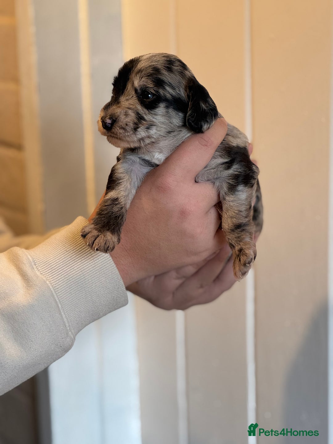 Mixed Breed dogs for sale: Labradoodle X Cocker Spaniel - Image 6