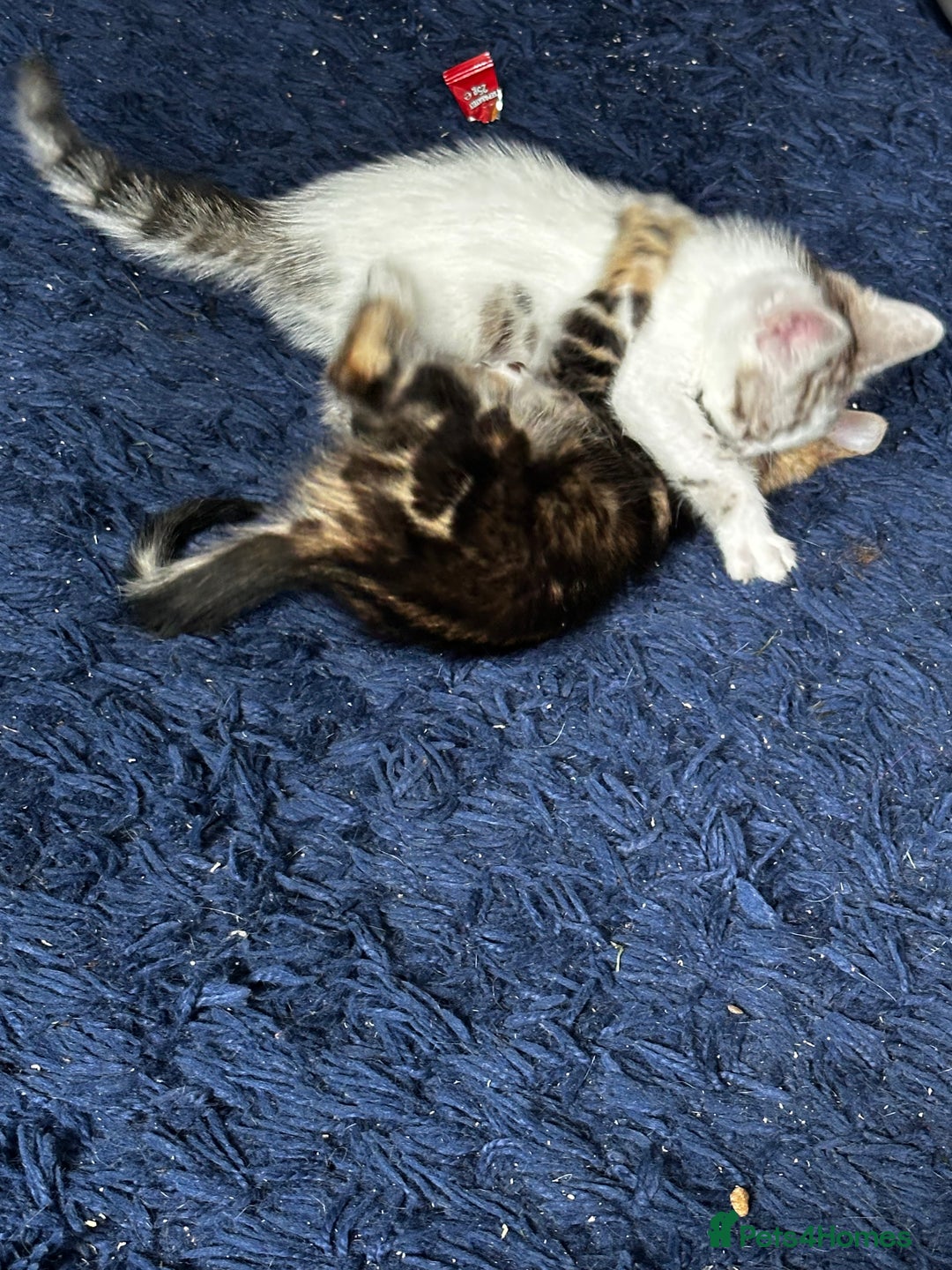 Bengal cats for sale: Bengal kittens  - Image 10