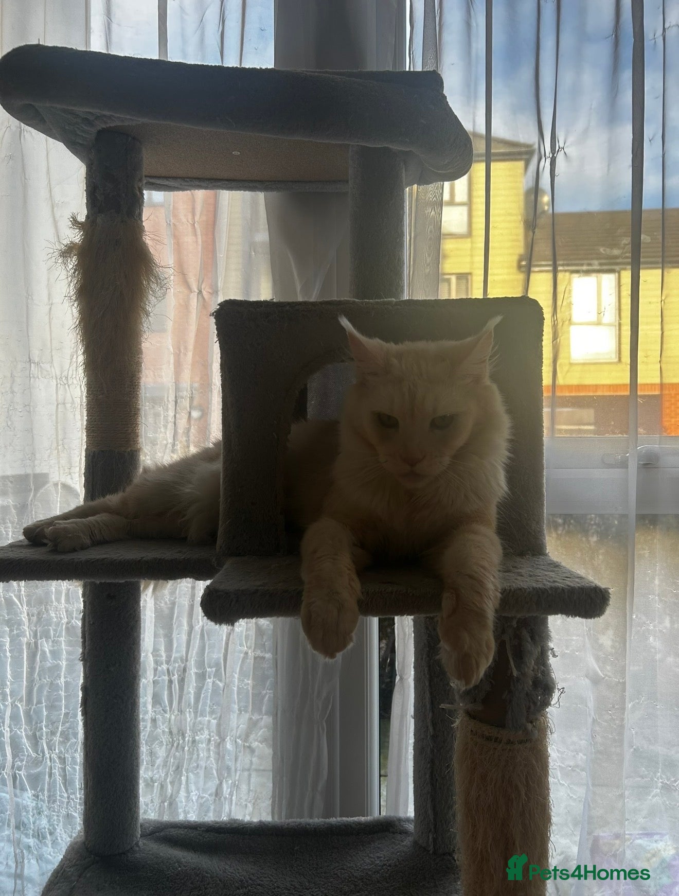 Maine Coon cats Maine coon cross kittens for sale  - Advert 1