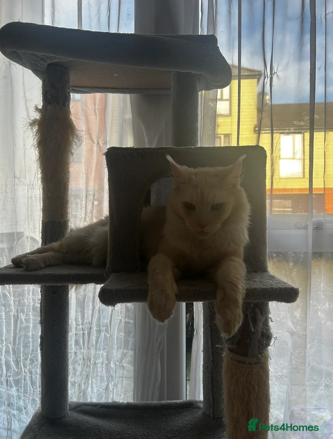 Maine Coon cats for sale: Maine coon cross kittens for sale  in Ipswich - Advert 1
