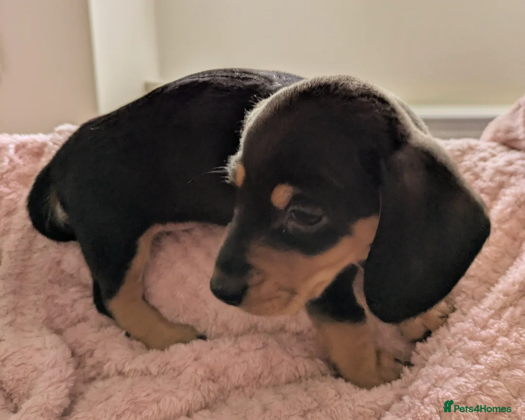 Miniature Dachshund dogs for sale: Miniature baby dachshund - Advert 4