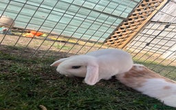 Mini Lop rabbits for sale: Male mini lop  - Image 3