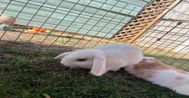 Mini Lop rabbits - Advert 7