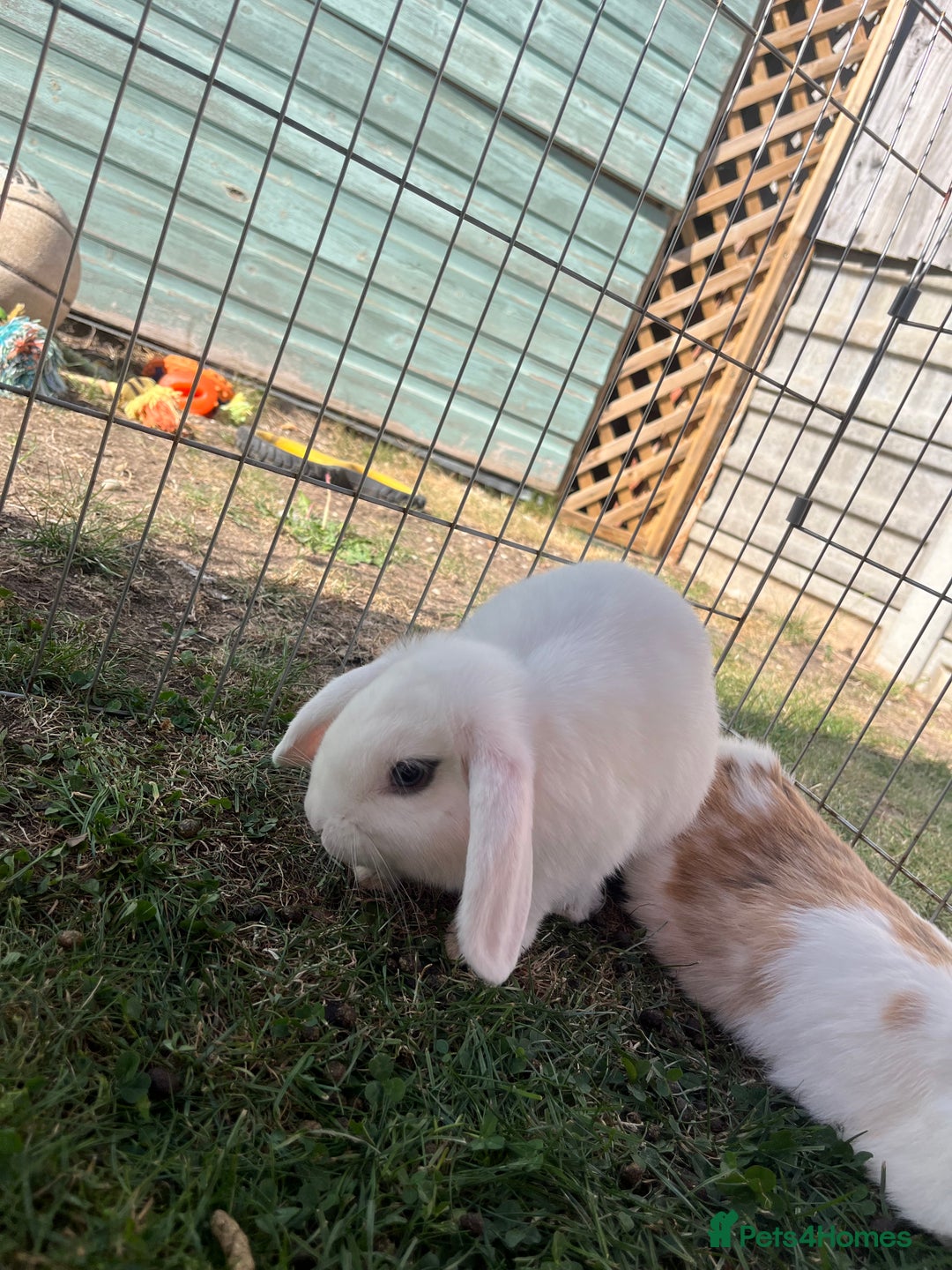Mini Lop rabbits for sale: Male mini lop  - Image 3