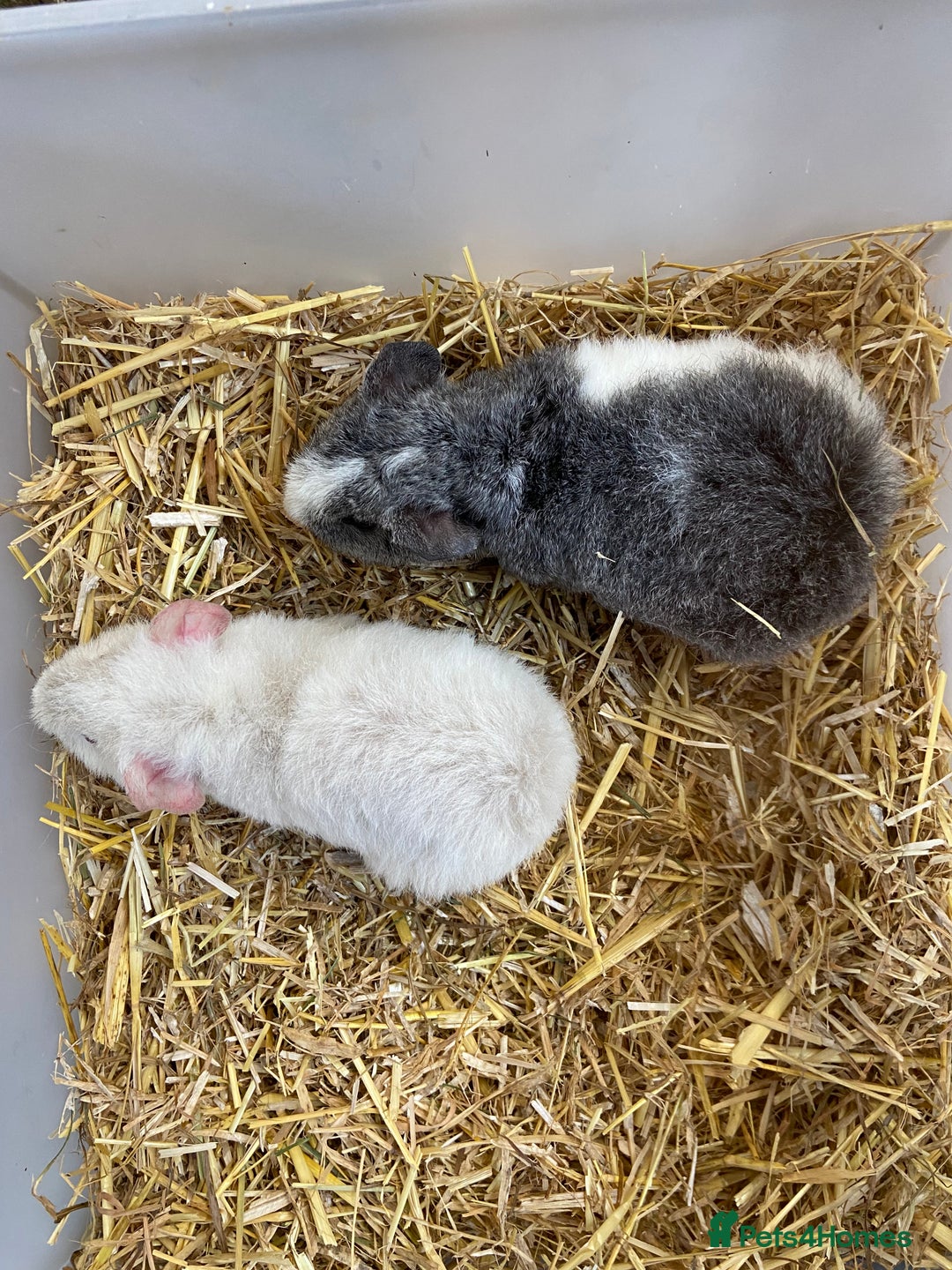 Guinea Pig rodents for sale: Baby Male Teddy Guinea Pigs  - Advert 4