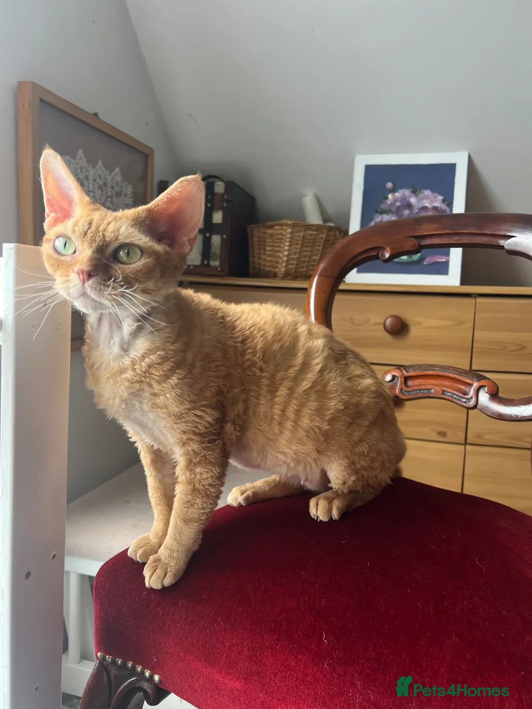 Devon Rex cats for sale: 🐾 Mother and son cats looking for a loving home  in Ramsgate - Advert 1