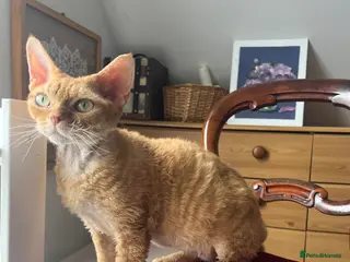 Devon Rex cats 🐾 Mother and son cats looking for a loving home - Advert 2