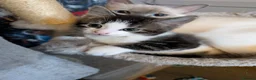 Mixed Breed cats for sale: Bi colour Ragdoll cross female kittens  in Sheffield - Advert 14