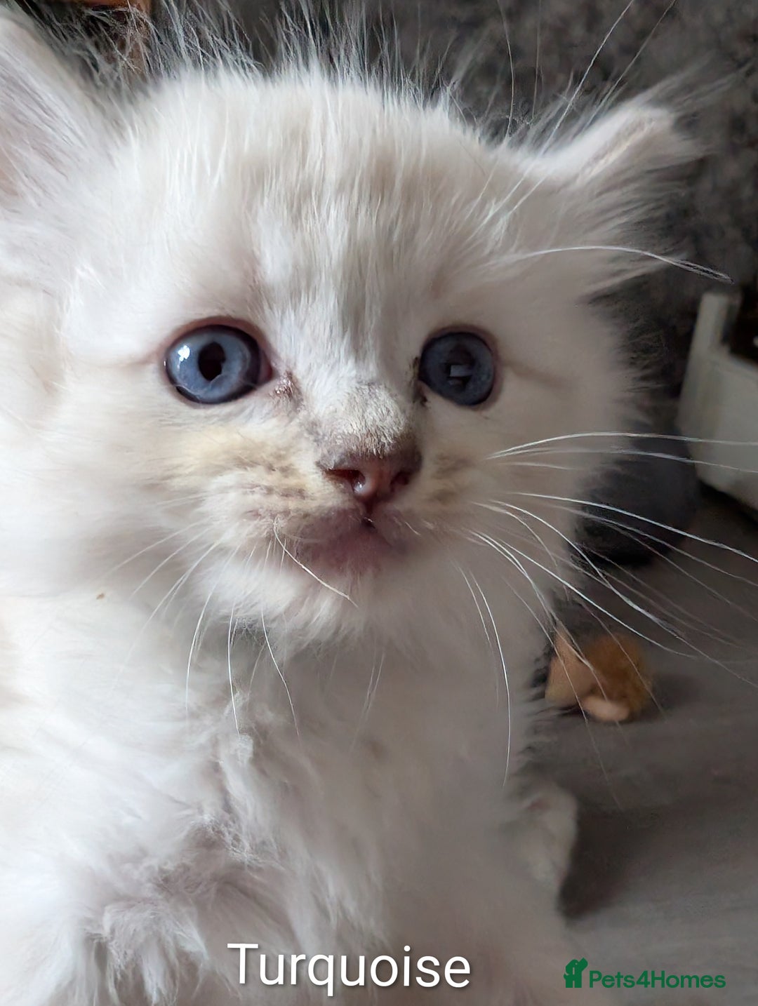 Ragdoll cats for sale: Stunning fluffy show quality ragdolls  - Image 16