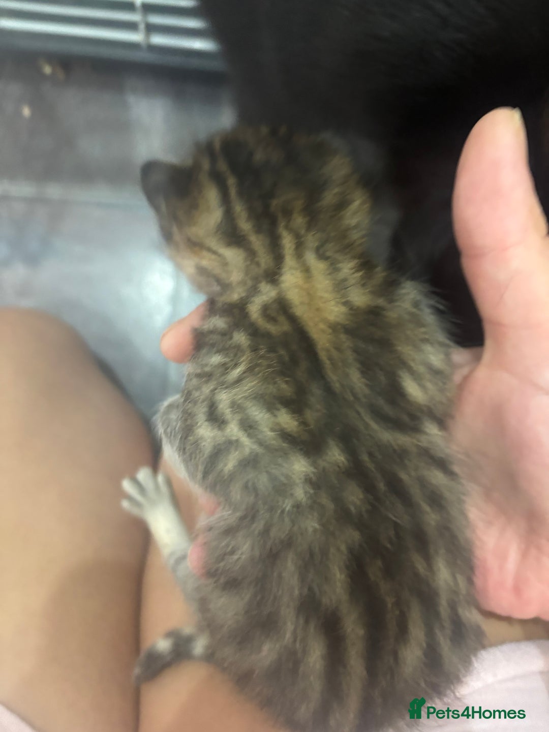 Mixed Breed cats for sale: Mixed breed kittens - Image 2