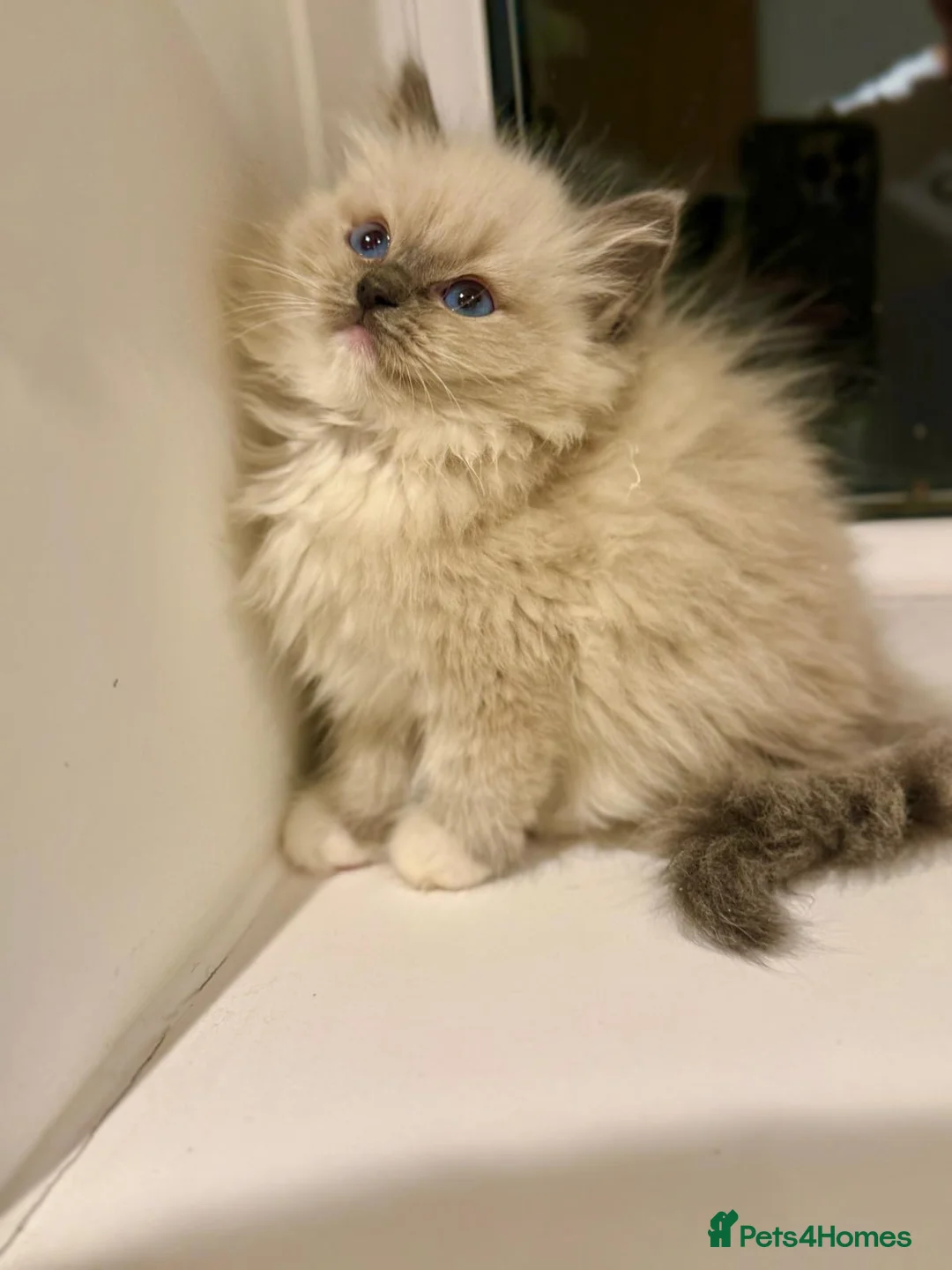 Ragdoll cats for sale: Beautiful Ragdoll Kittens  - Advert 4