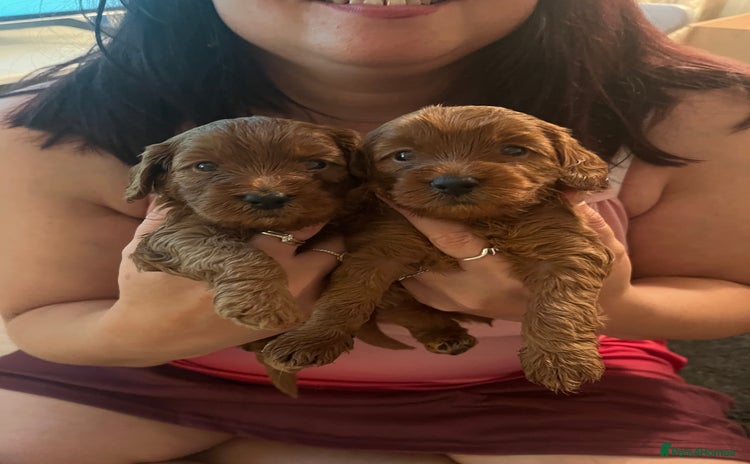 Cavapoo dogs - Advert 9