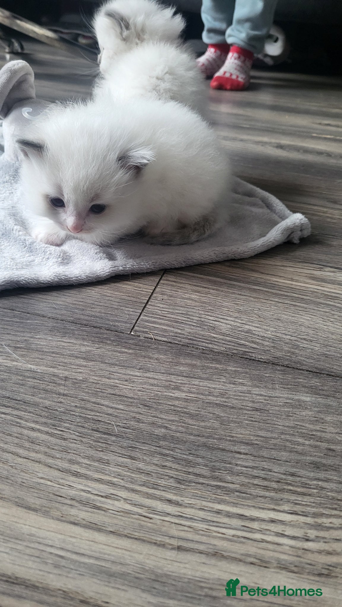 Ragdoll cats Adorable ragdoll kittens - Advert 2