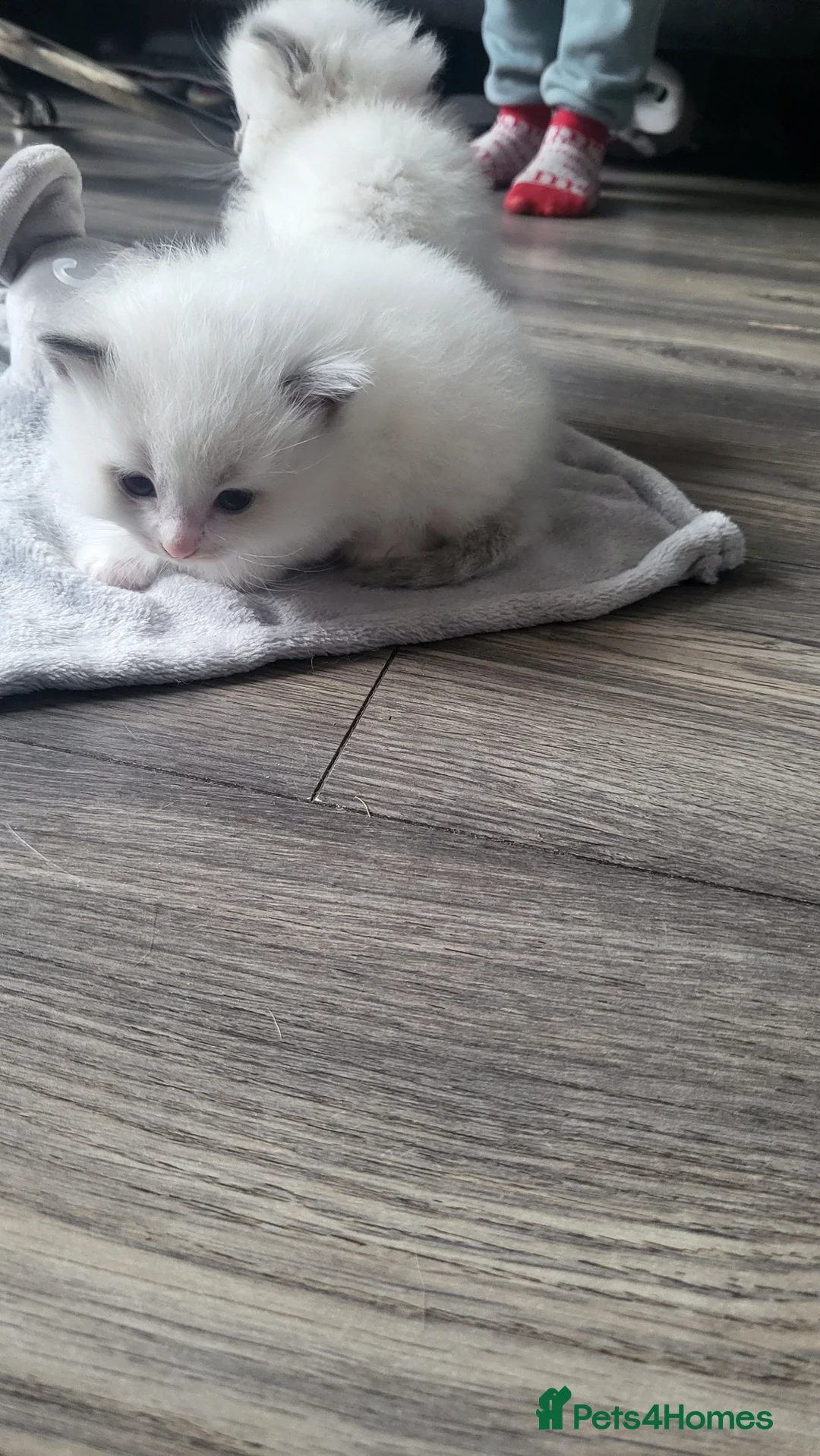 Ragdoll cats for sale: Adorable ragdoll kittens - Advert 2