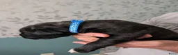 Cane Corso dogs for sale: Cane corso puppies - Advert 9