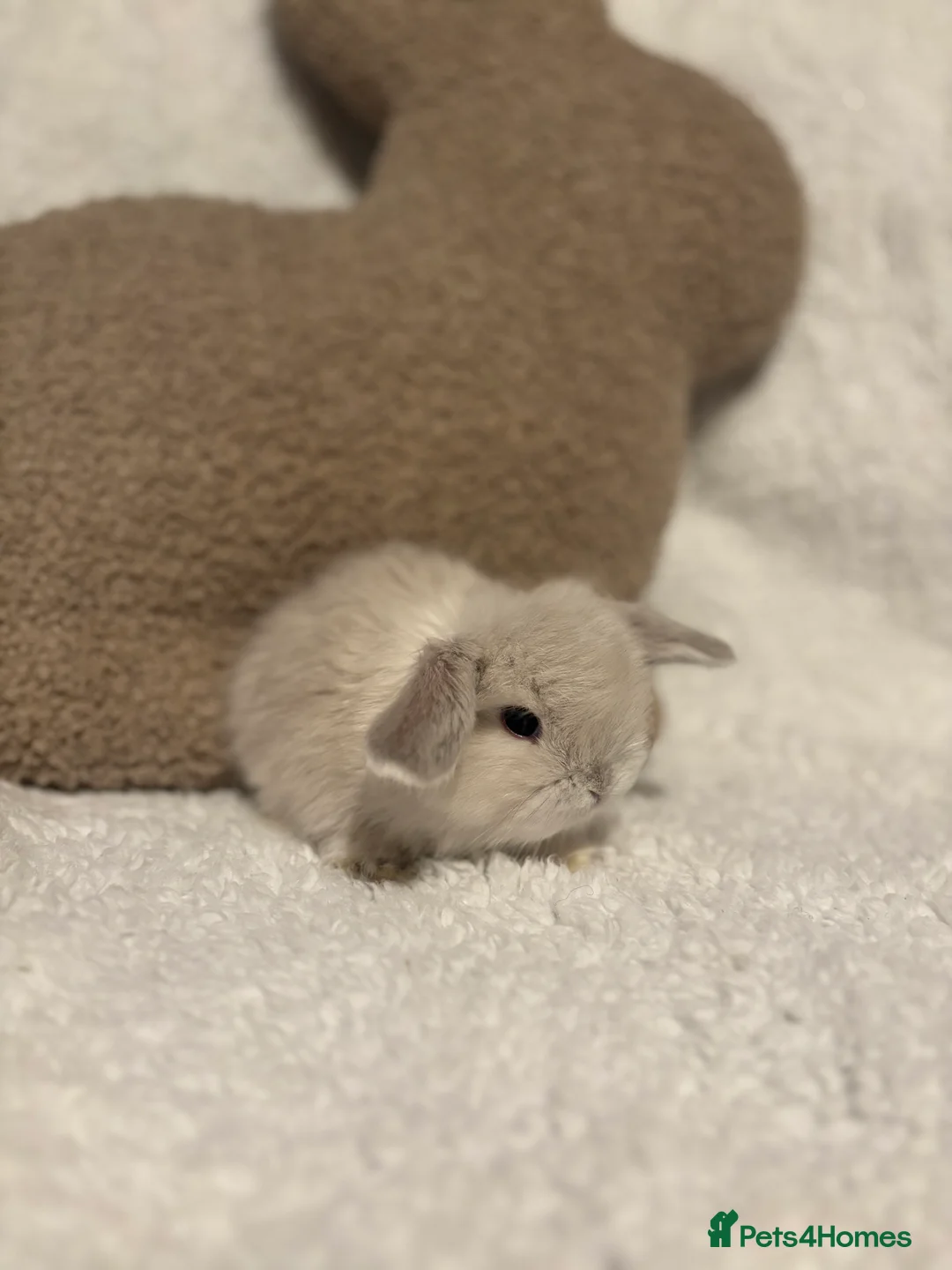 Mini Lop rabbits for sale: Mini lops 🐰 ready to reserve ✨  - Advert 5