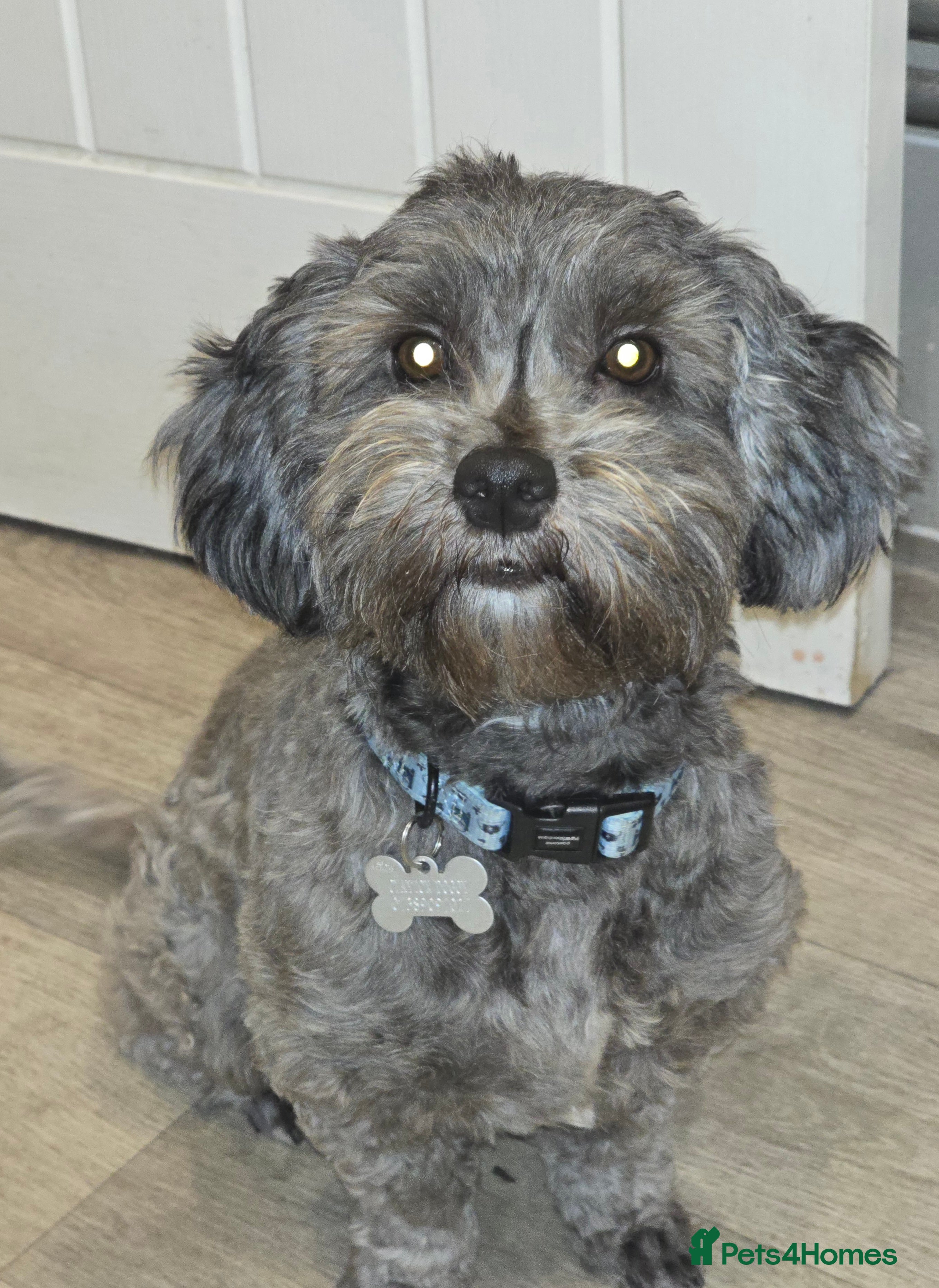 Mixed Breed dogs Female shit poo dog  - Advert 12