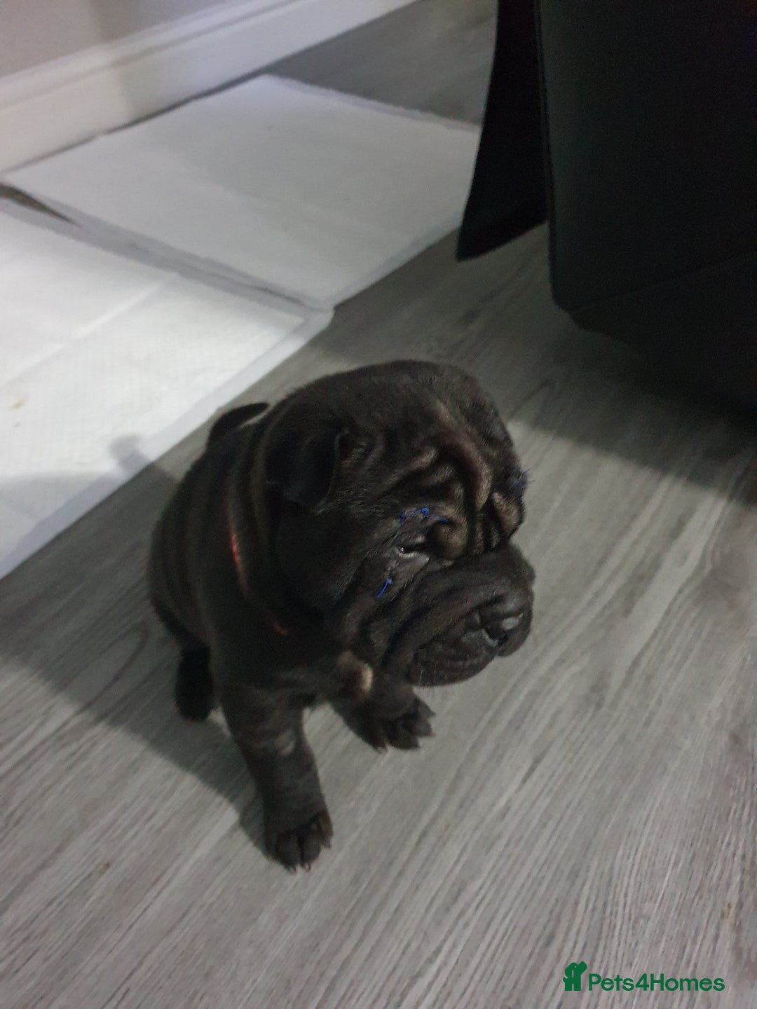 Shar Pei dogs for sale: Stunning KC Registered Shar Pei puppies - Advert 15