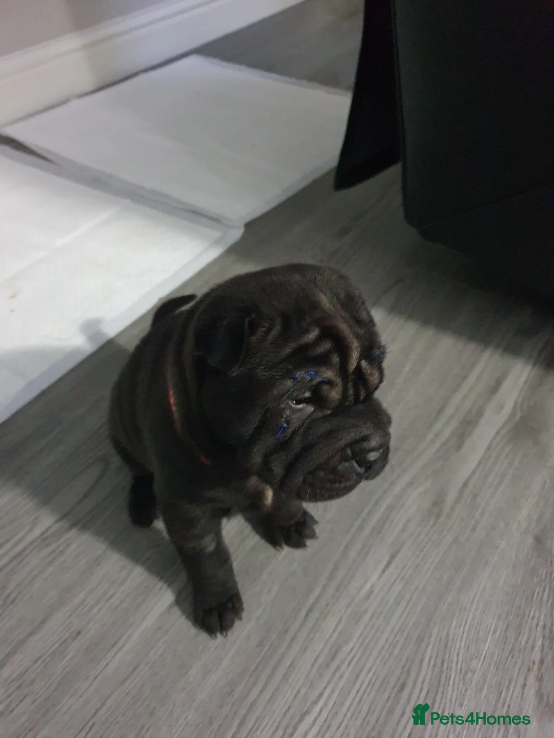 Shar Pei dogs for sale: Stunning KC Registered Shar Pei puppies - Advert 33