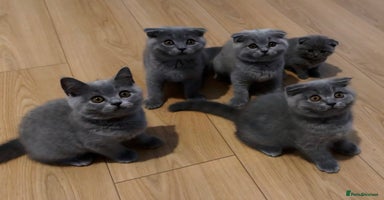Scottish Fold cats - Advert 4