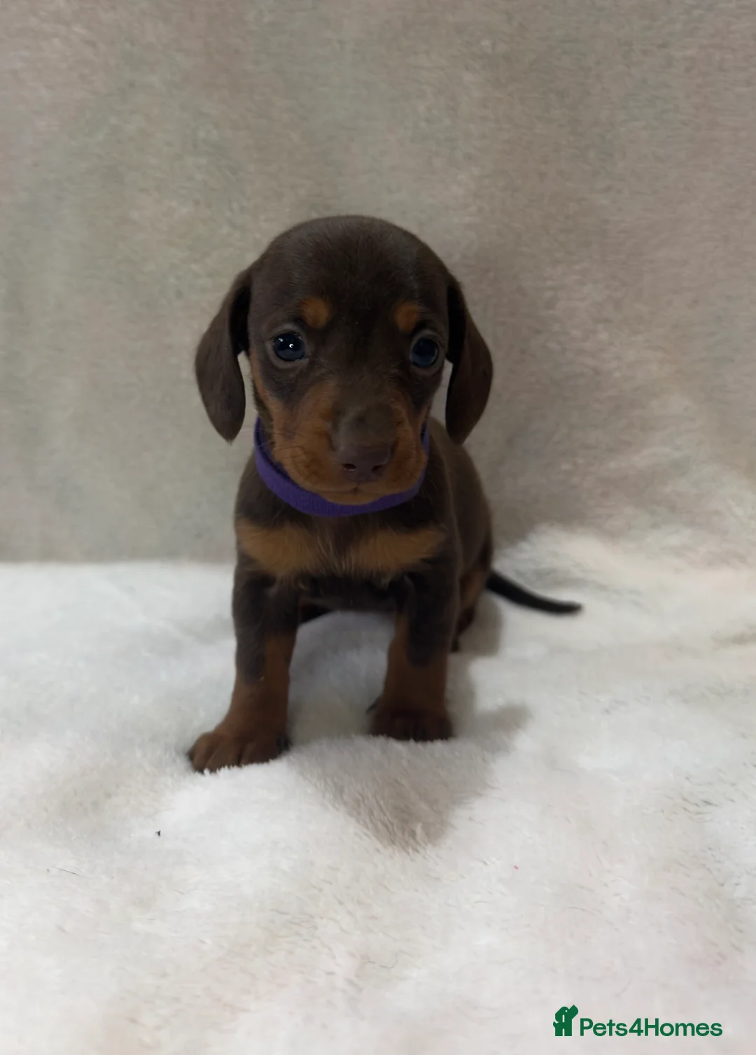 Miniature Dachshund dogs for sale: Beautiful KC Miniature Dachshunds Puppies  - Advert 10