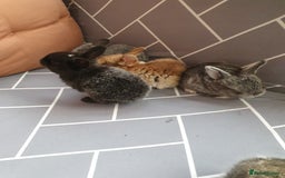 Mixed Breed rabbits for sale: Rabbits for sale  - Advert 2