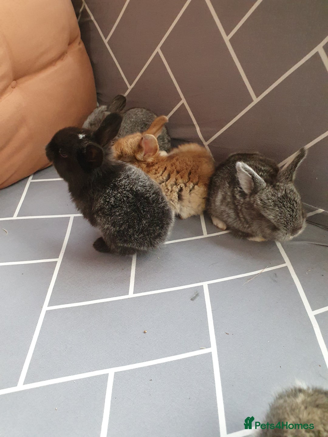 Mixed Breed rabbits for sale: Rabbits for sale  - Advert 2