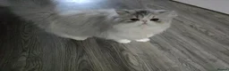 Persian cats for sale: Cute Silver Tabby PERSIAN Kitten for Sale | Loving - Advert 6