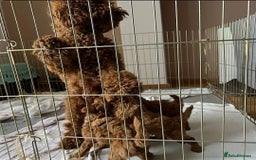Toy Poodle dogs for sale: 💫🔥🦴F1 Toy Poodle puppies💥💤  - Image 14