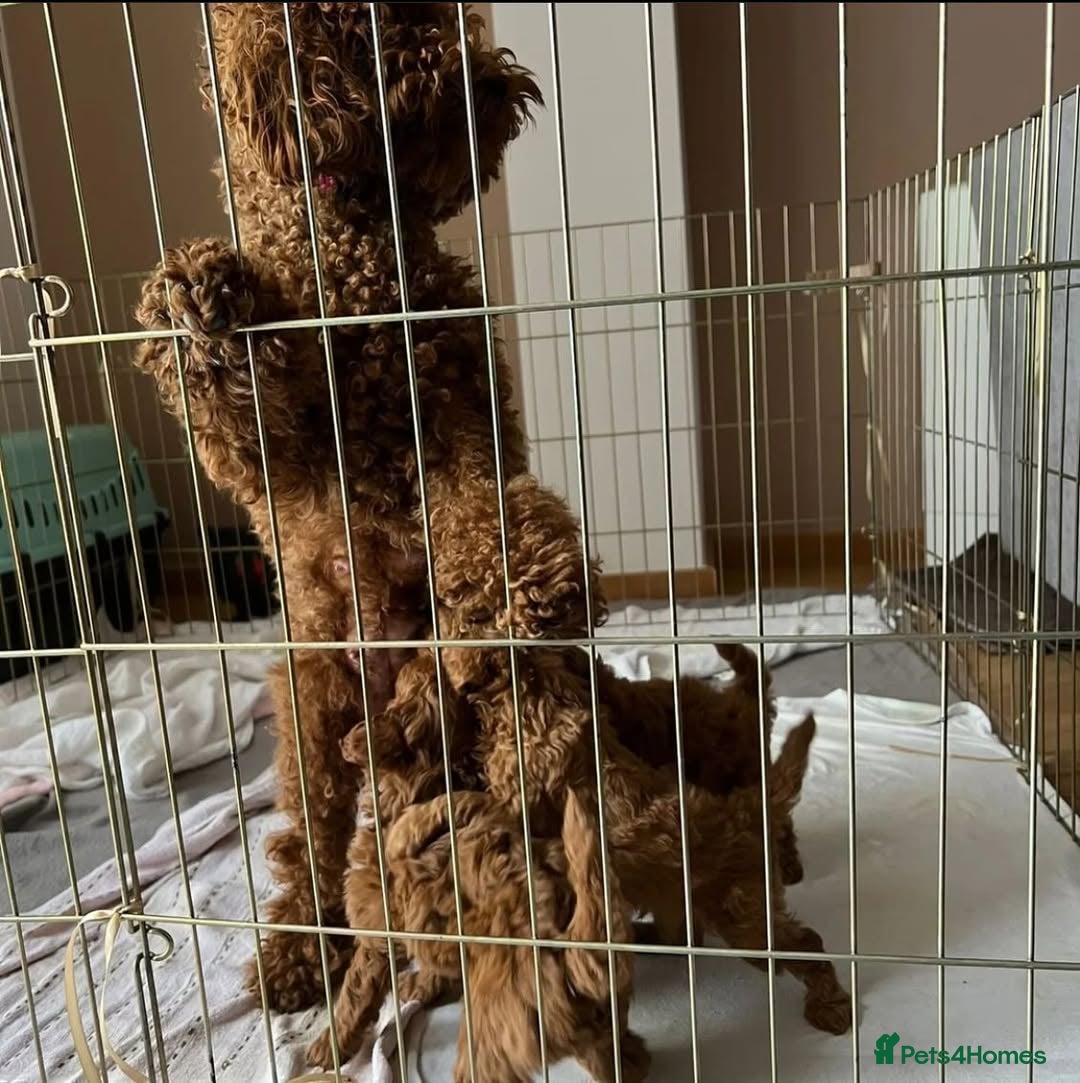 Toy Poodle dogs for sale: 💫🔥🦴F1 Toy Poodle puppies💥💤  - Image 14