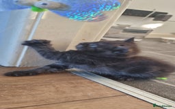 Persian cats for sale: Five loveable Persian kittens  - Image 8