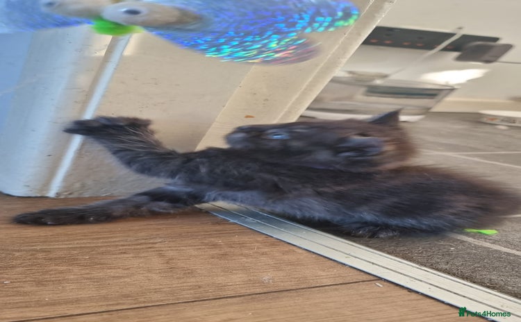 Persian cats - Advert 1