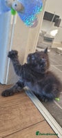 Persian cats - Advert 8