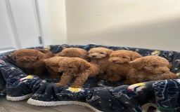 Cockapoo dogs for sale: 8 weeks old beautiful Cockapoo puppies  - Image 20