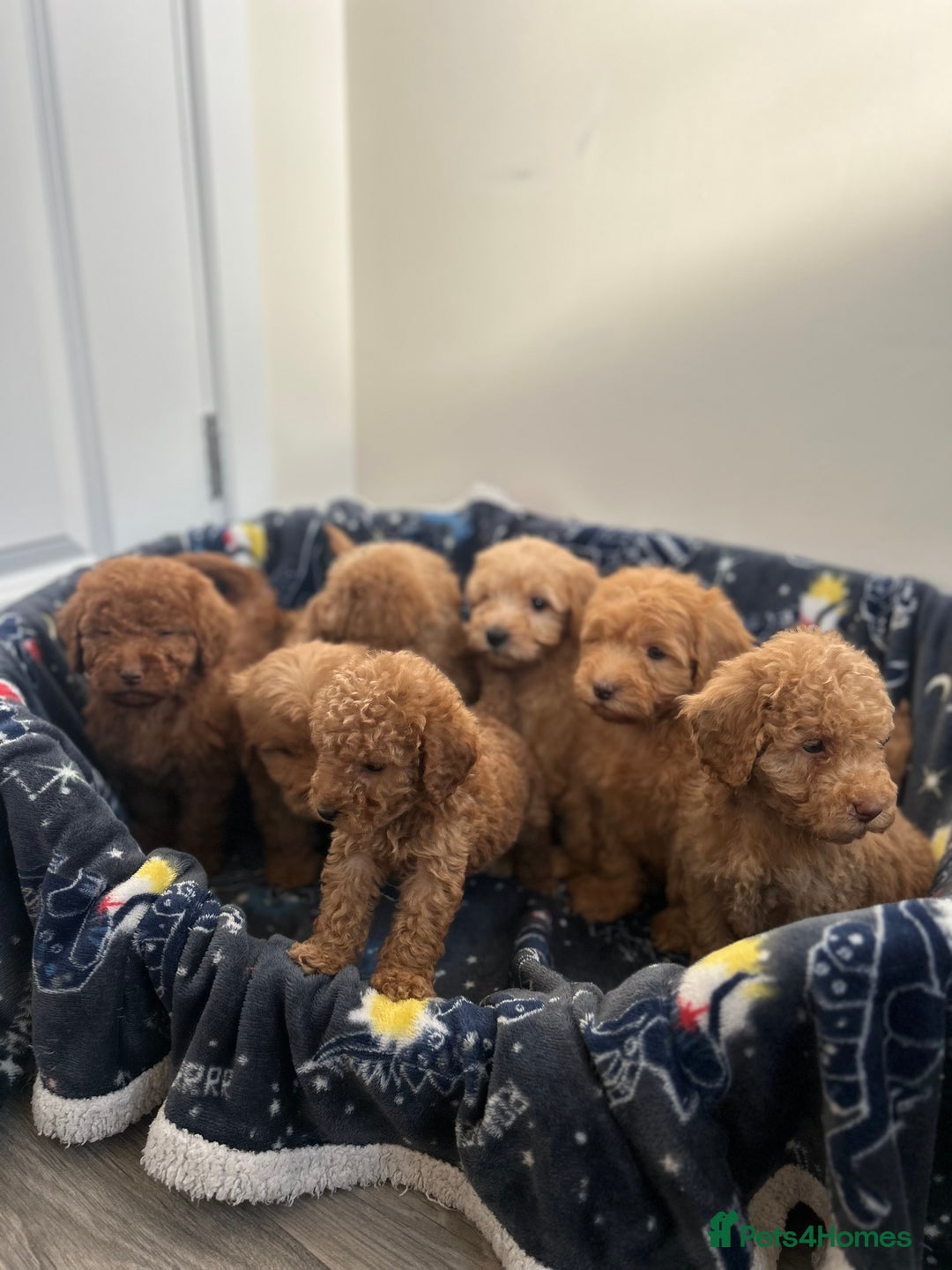 Cockapoo dogs for sale: 8 weeks old beautiful Cockapoo puppies  - Image 20