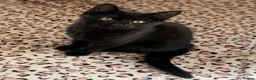 Domestic Shorthair cats for sale: Black Beautiful Kitten with Golden Eyes - Advert 4