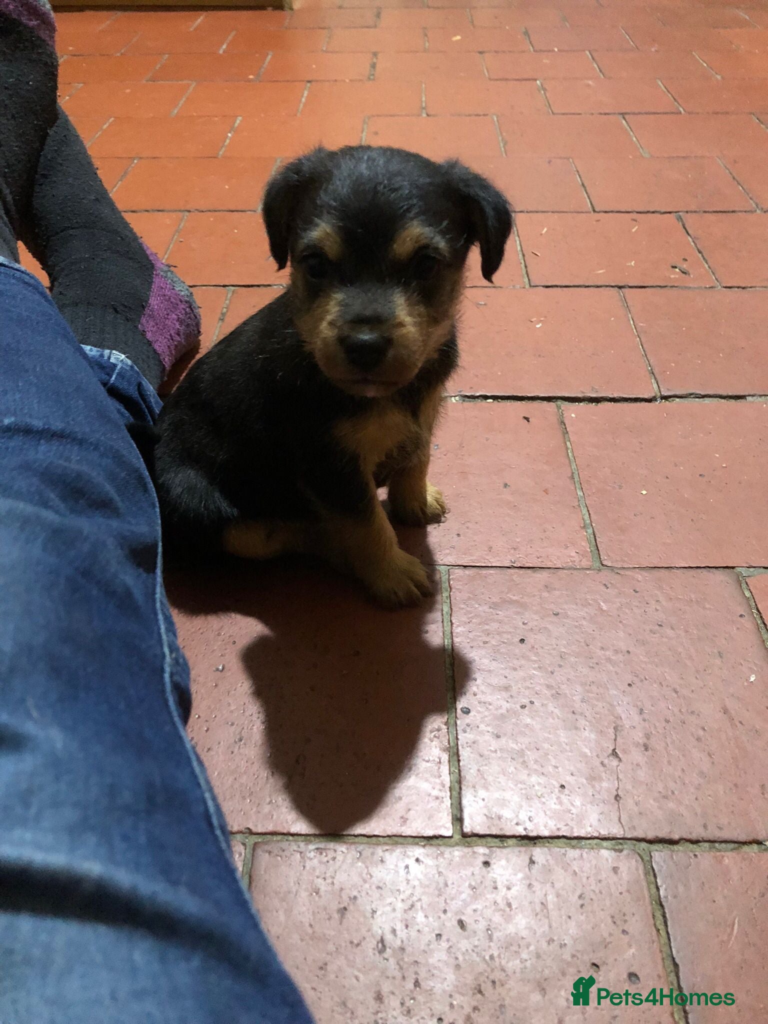 Jack Russell dogs Black and Tan Jack Russell puppies  - Advert 9
