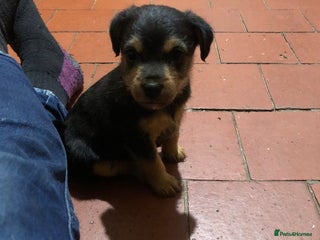 Jack Russell dogs Black and Tan Jack russle puppies - Advert 5