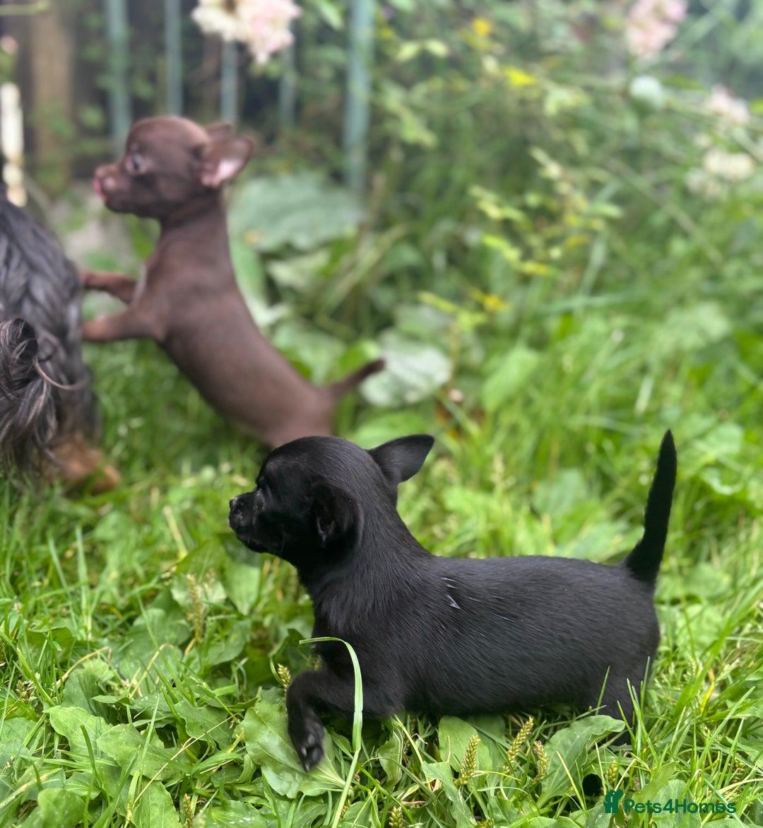 Chorkie dogs for sale: Chorkie puppies for forever homes  - Image 26