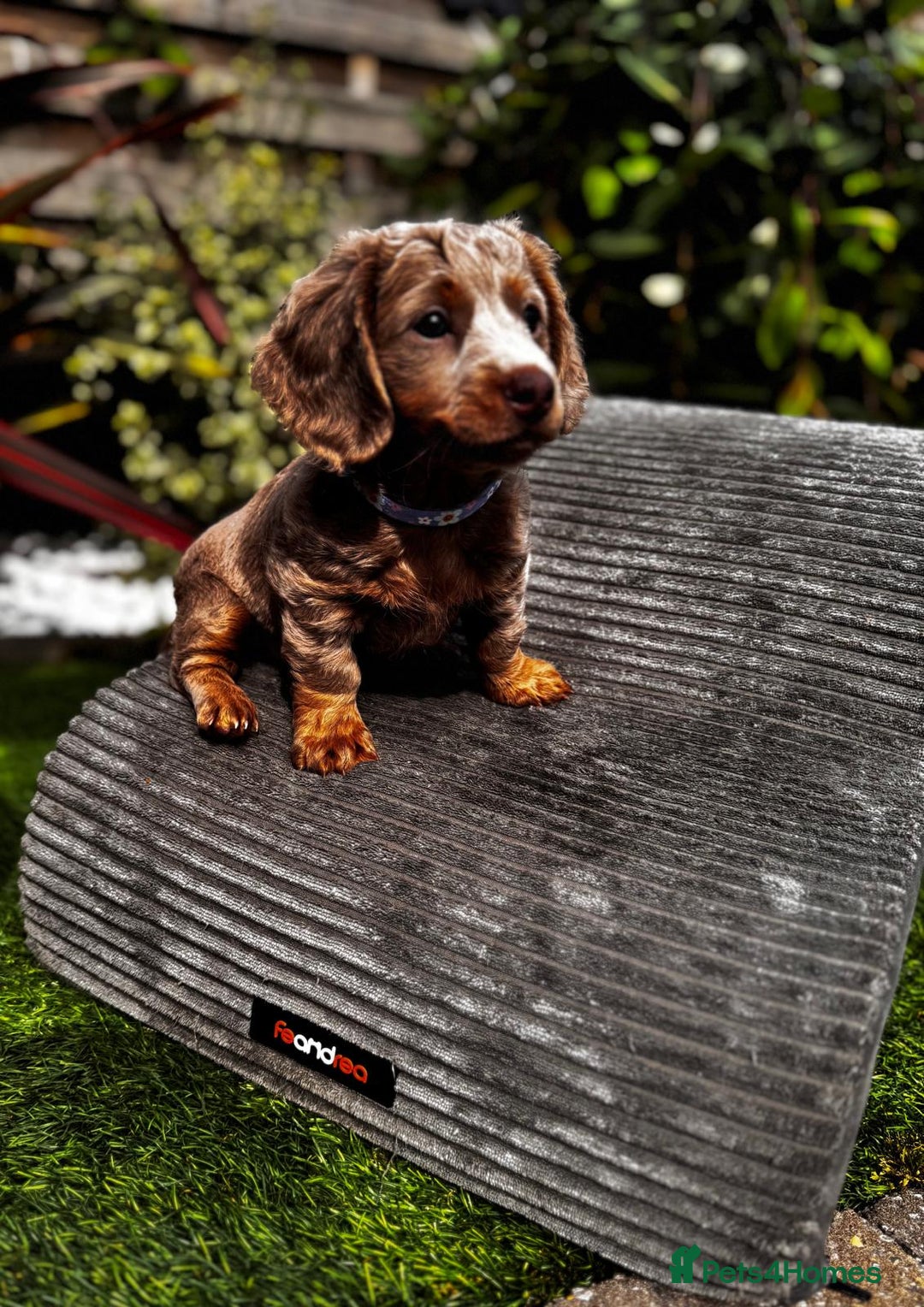 Miniature Dachshund dogs for sale: 💗 READY TO LEAVE - K.C MINIATURE DACHSHUND 💗 - Image 24