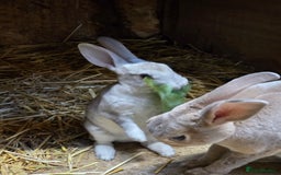 Rex rabbits for sale: Gorgeous rex rabbits - Image 11