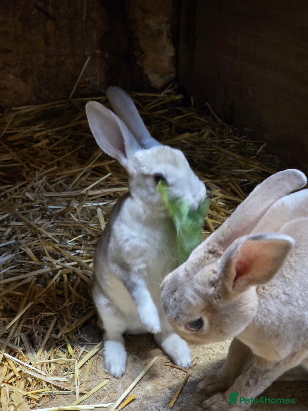 Rex rabbits for sale: Gorgeous rex rabbits - Image 11