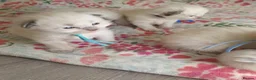 Ragdoll cats for sale: 💖 Beautiful Ragdoll kittens for Sale 💖 - Advert 26