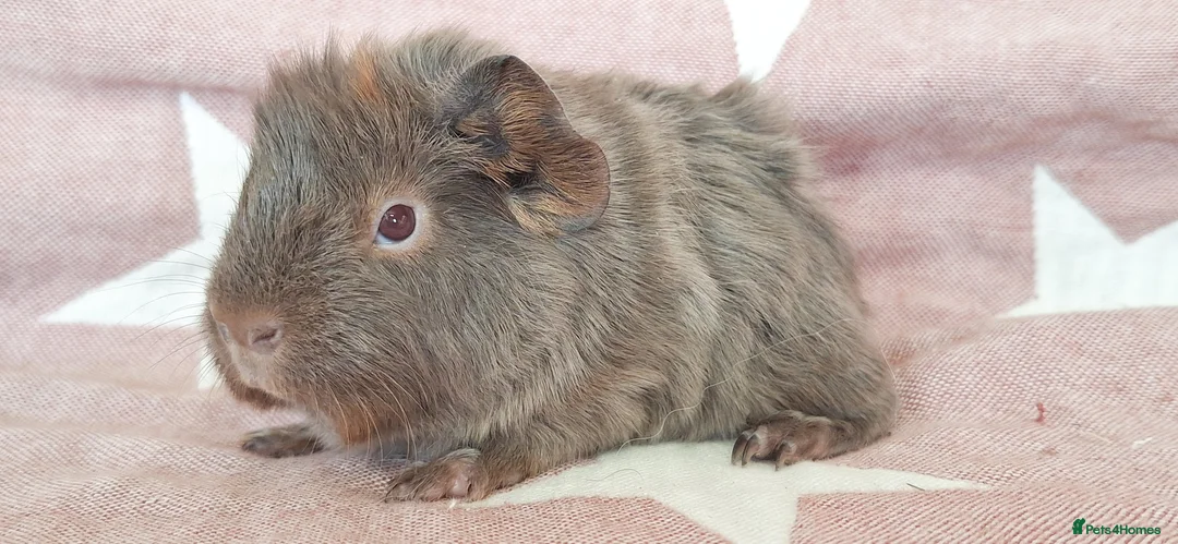 Guinea Pig rodents for sale: MEADOW SIDE CAVIES HEREFORDSHIRE  - Advert 4