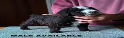 Spanish Water Dog dogs for sale: KC REGISTERED SPANISH WATER DOG PUPPIRS - Advert 11