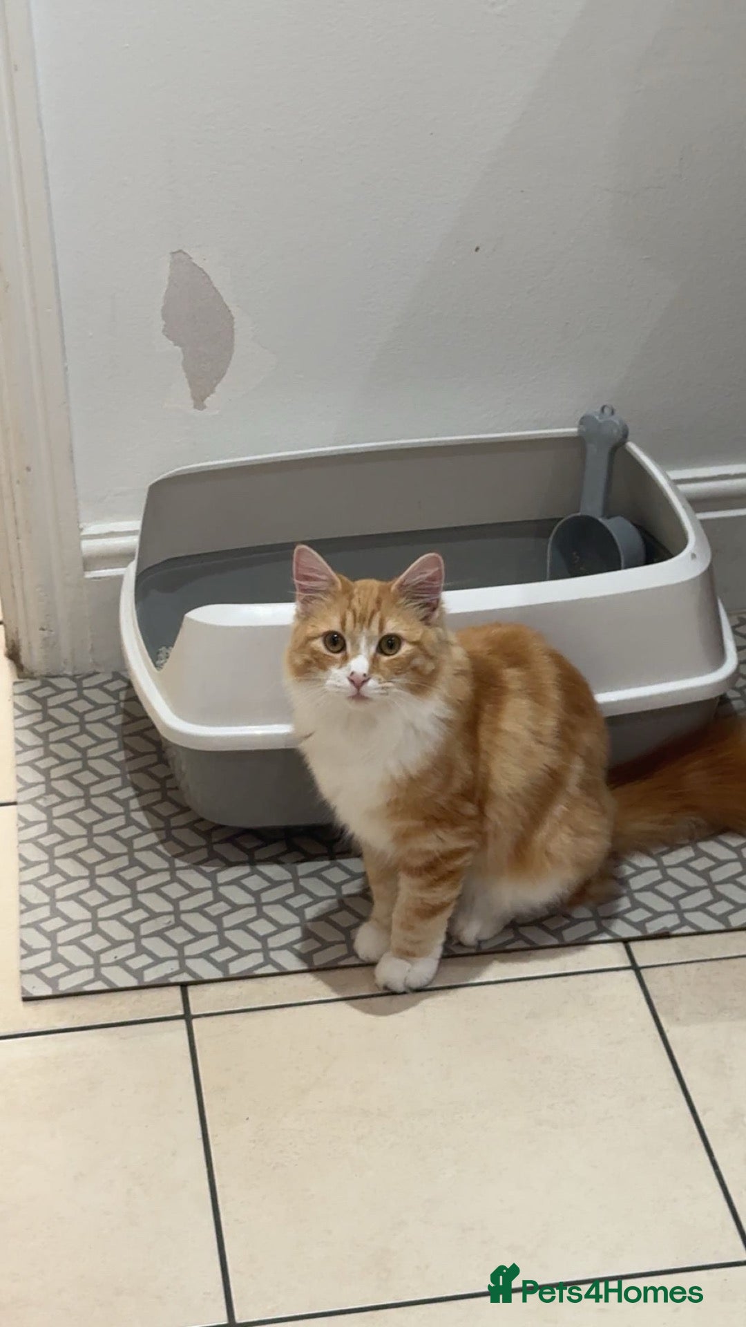 Mixed Breed cats for sale: long haired ginger and white 7 month old kitten  - Advert 1
