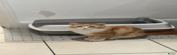 Mixed Breed cats for sale: long haired ginger and white 7 month old kitten  - Advert 1