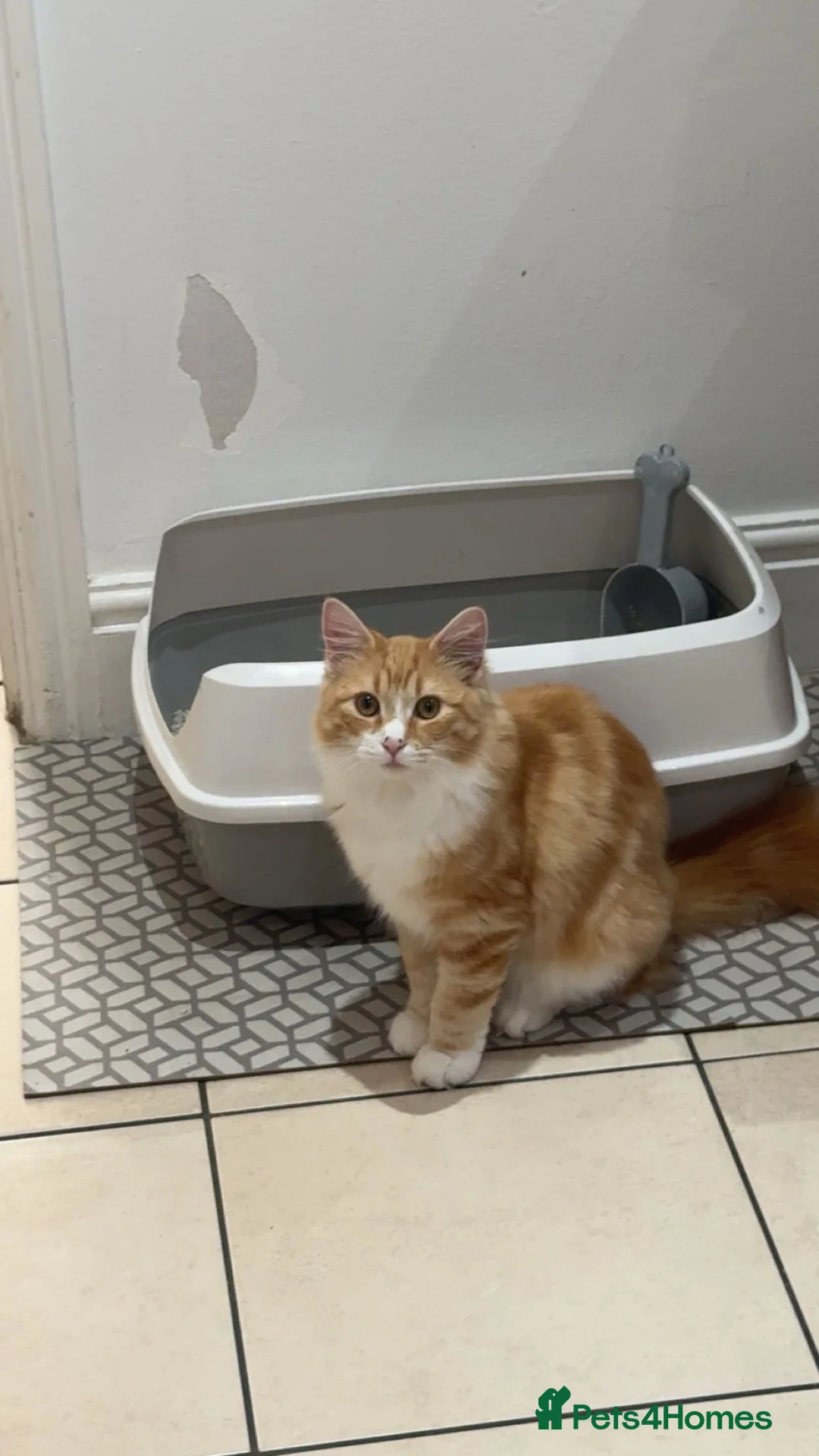 Mixed Breed cats for sale: long haired ginger and white 7 month old kitten  - Advert 1